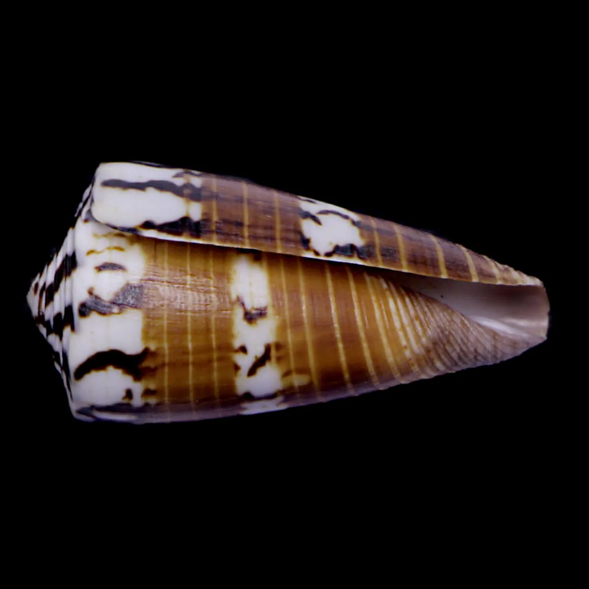 Strategoconus Vitulinus