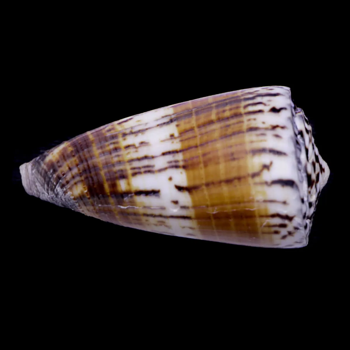 Strategoconus Vitulinus