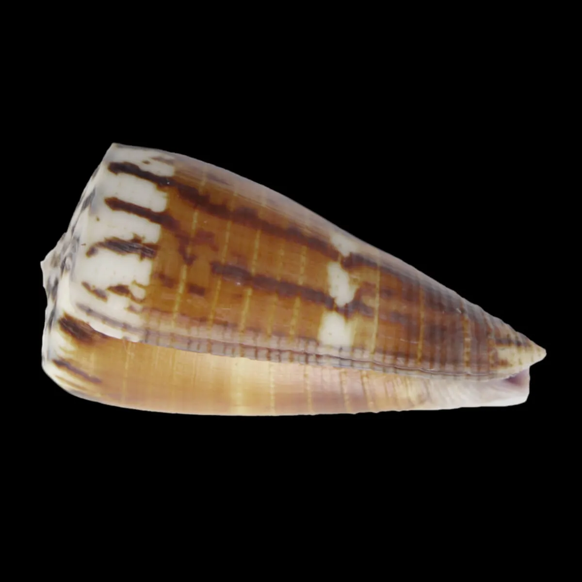 Strategoconus Vitulinus