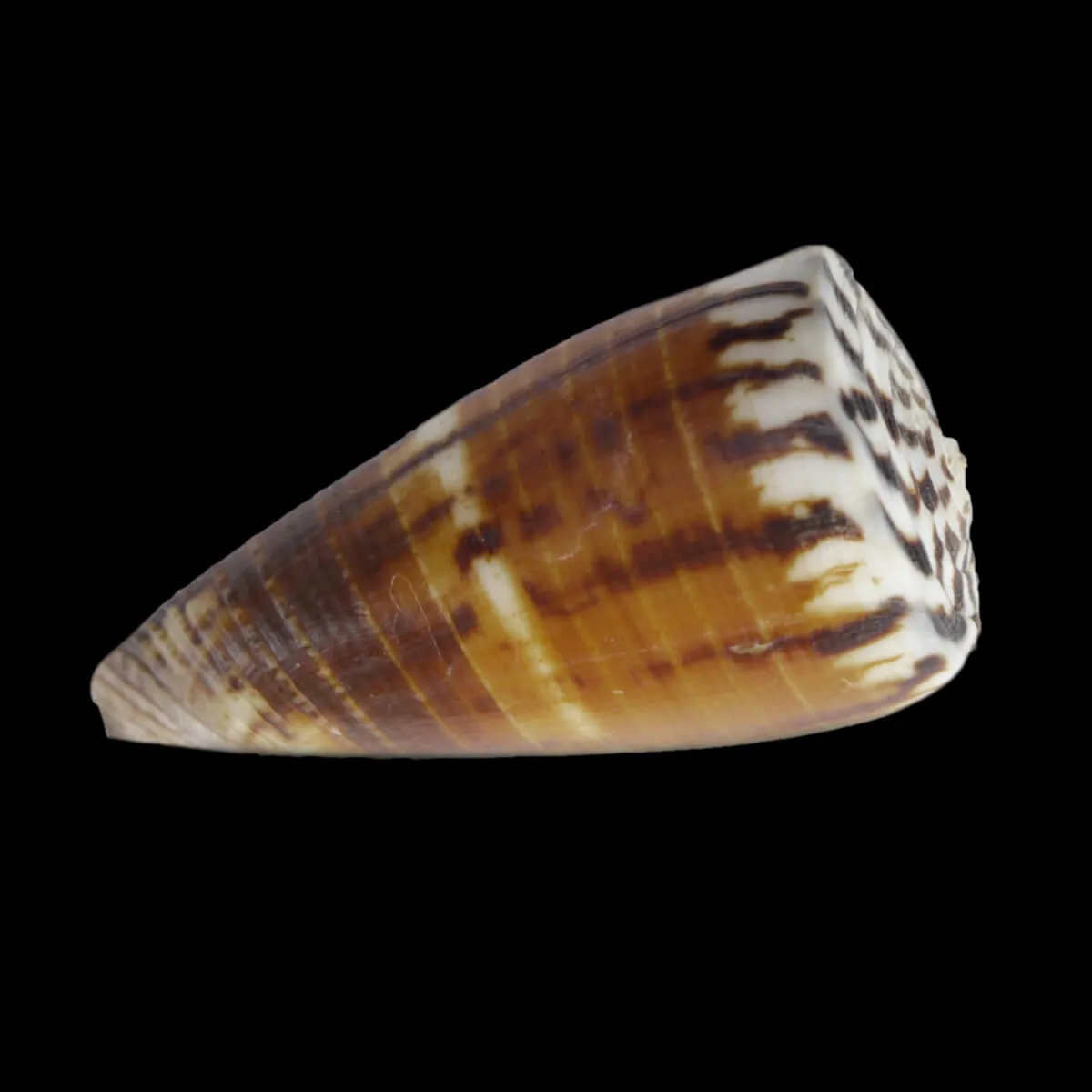 Strategoconus Vitulinus