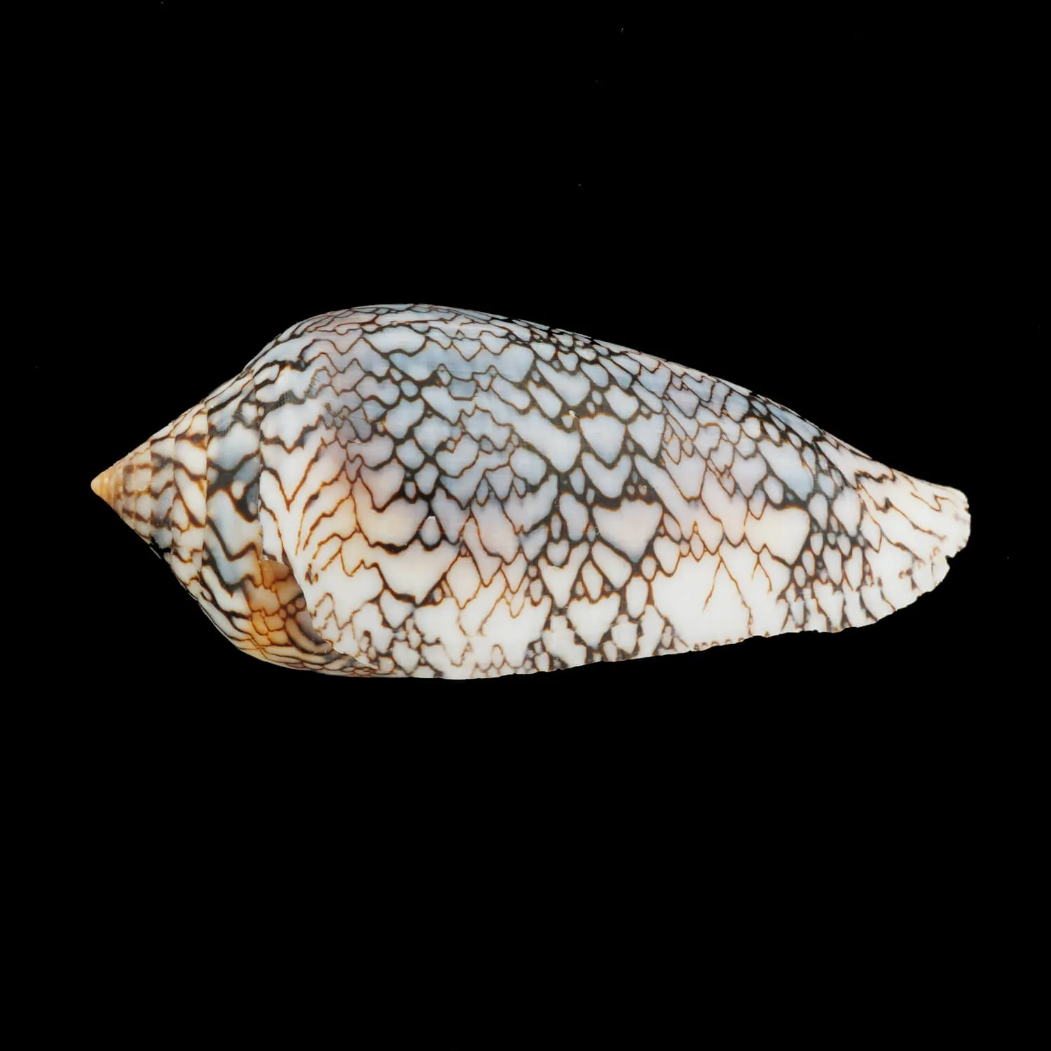 Conus Textile f. Albospiratus "Snake"