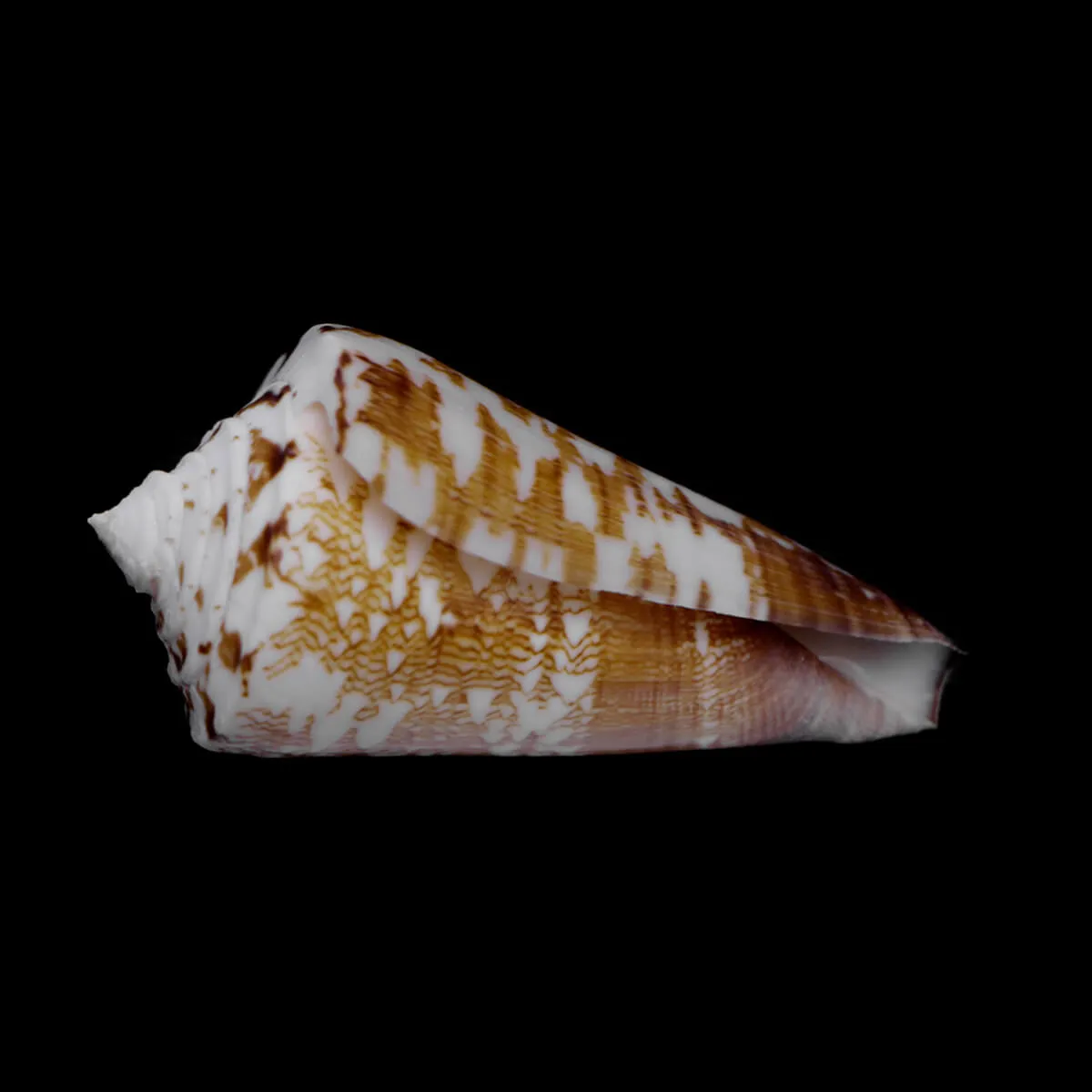 Calibanus Thalassiarchus Azona