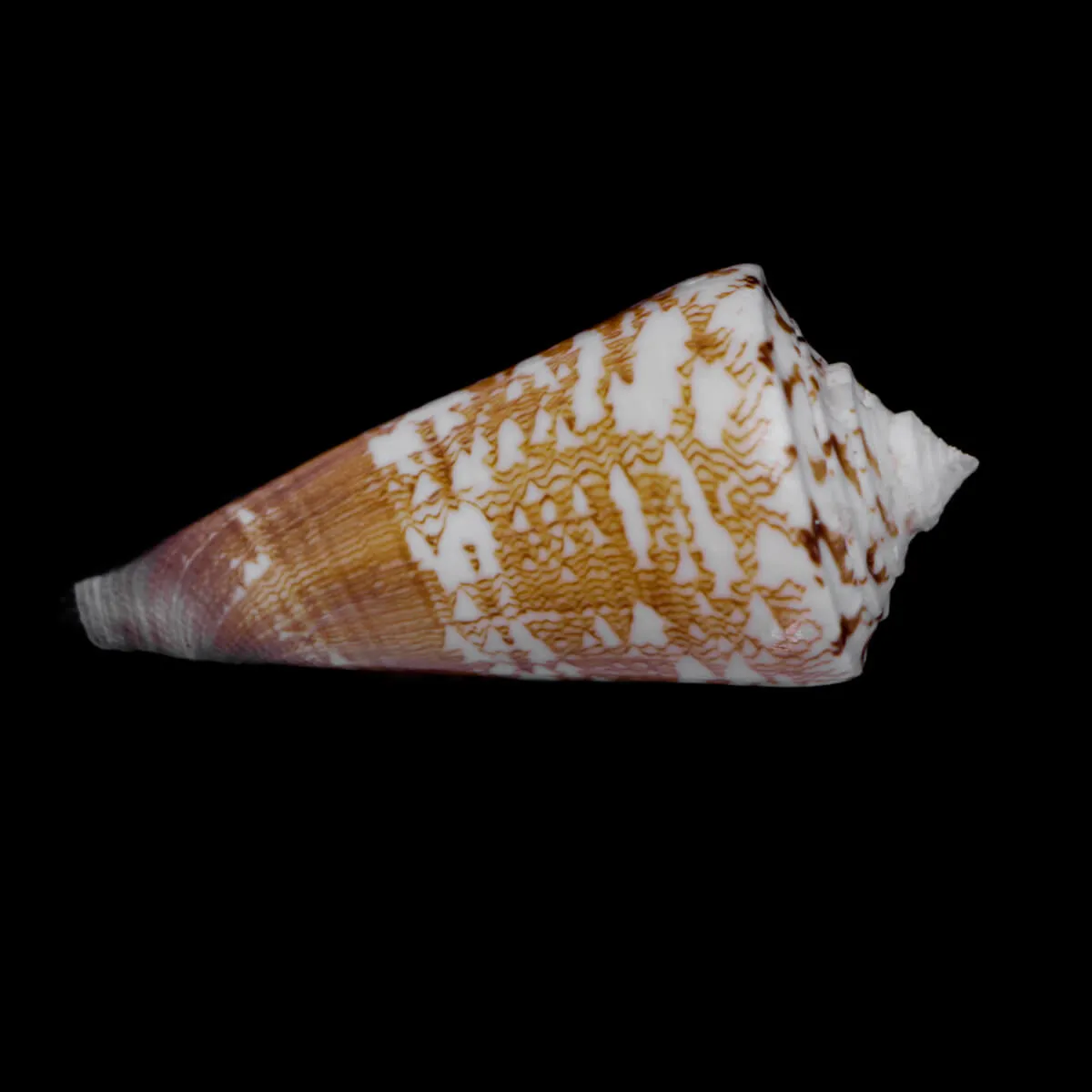 Calibanus Thalassiarchus Azona
