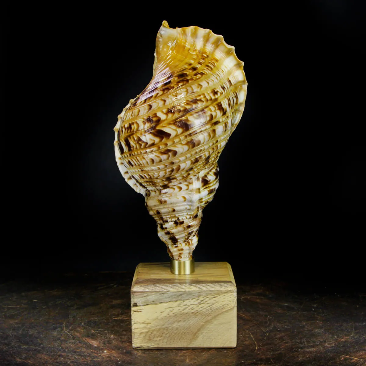 Charonia Tritonis su piedistallo