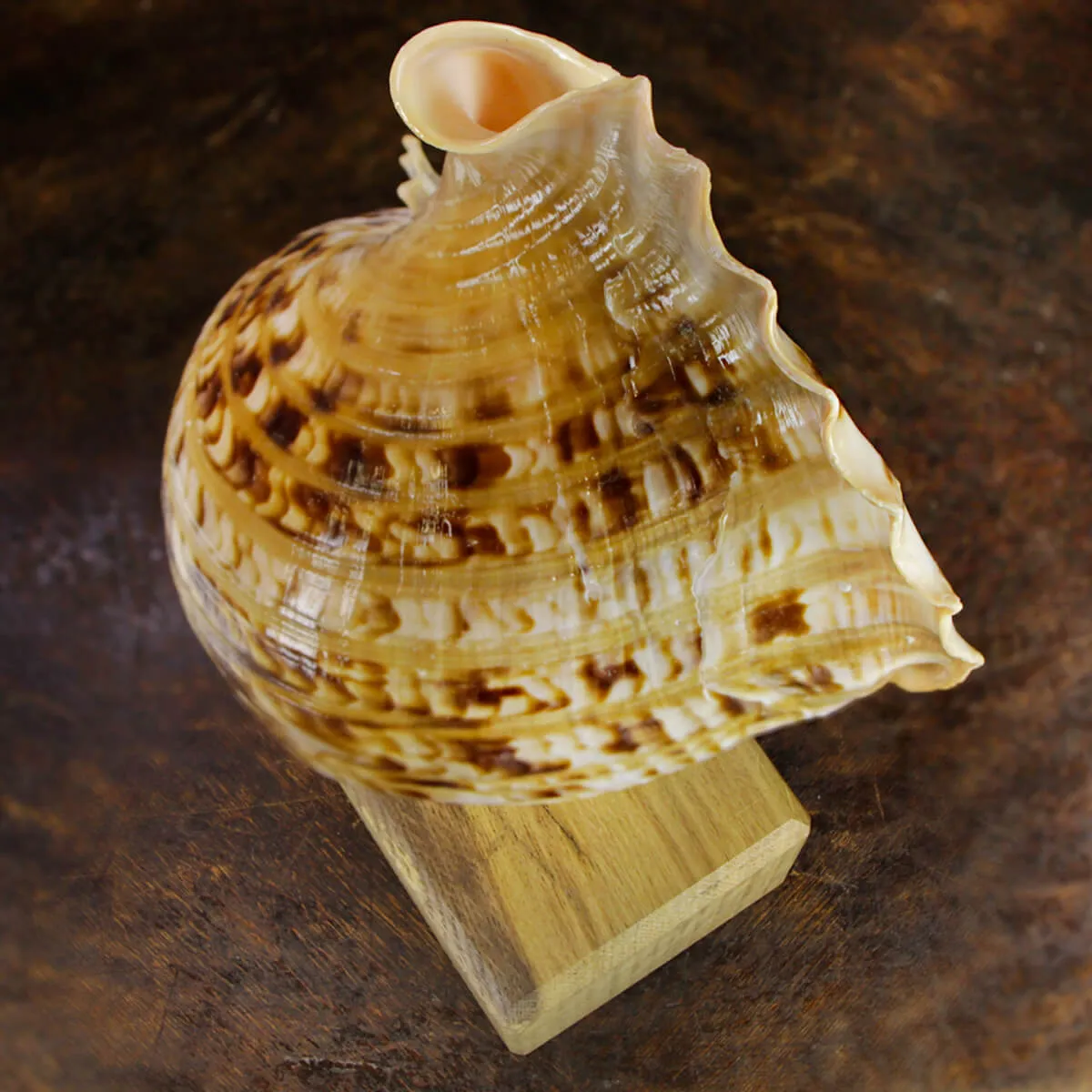 Charonia Tritonis su piedistallo
