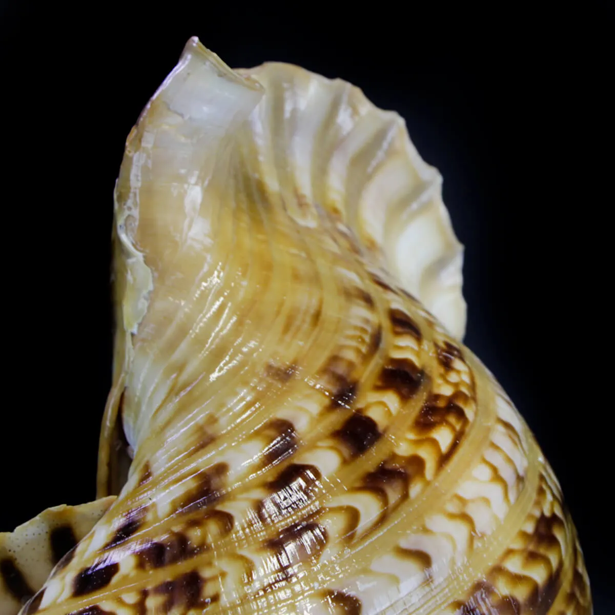 Charonia Tritonis su piedistallo
