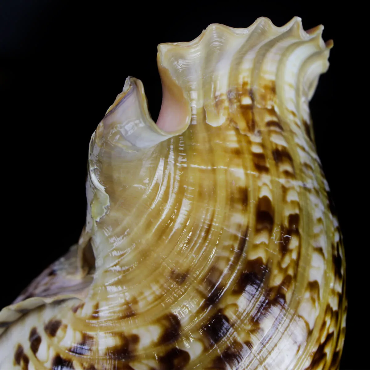 Charonia Tritonis su piedistallo