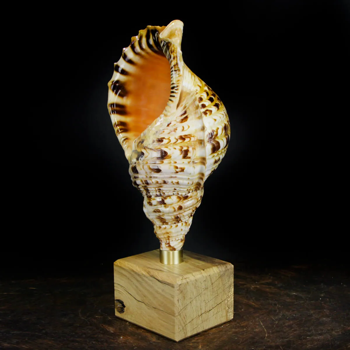 Charonia Tritonis su piedistallo