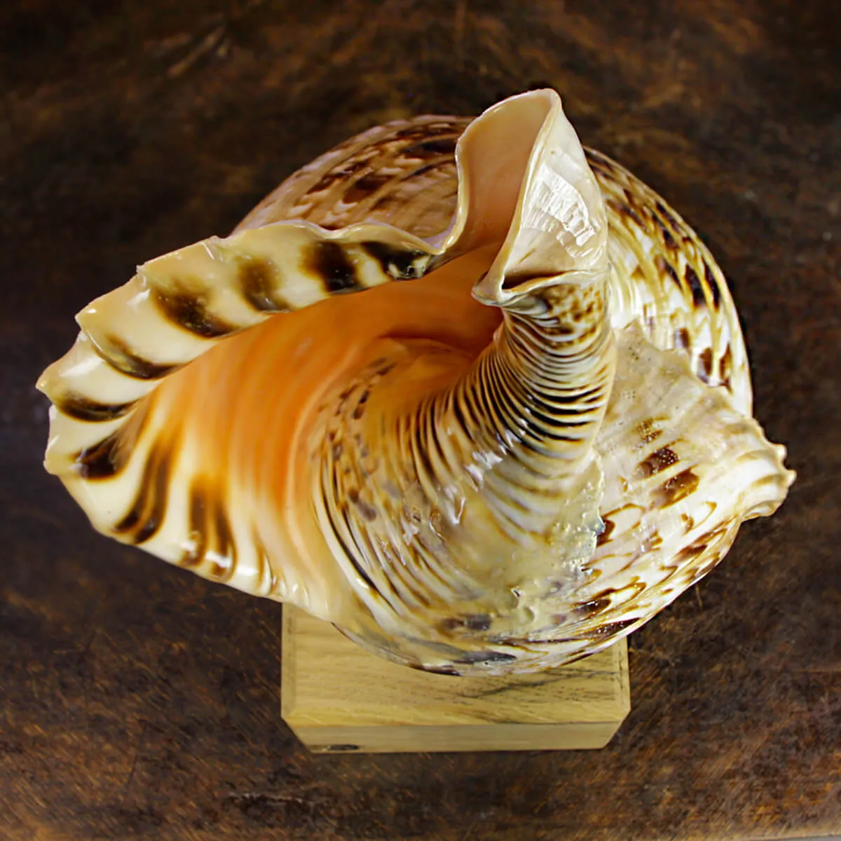 Charonia Tritonis su piedistallo