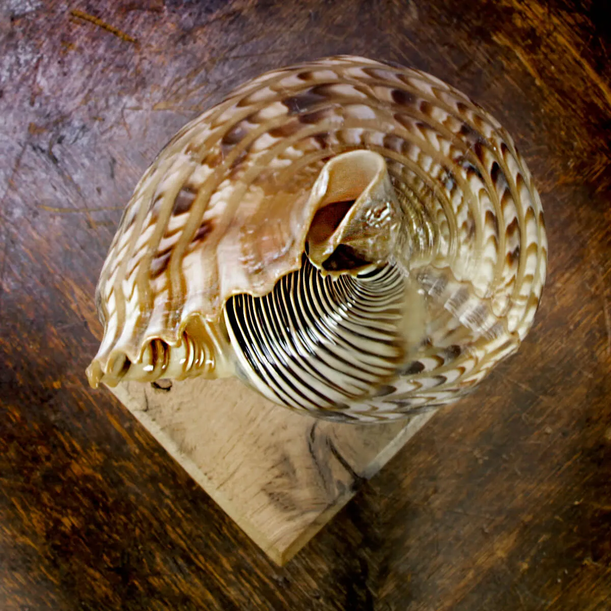 Charonia Tritonis su piedistallo