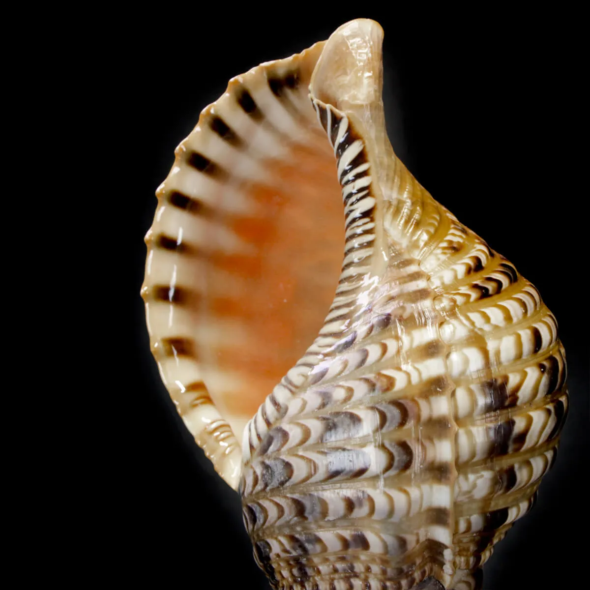 Charonia Tritonis su piedistallo