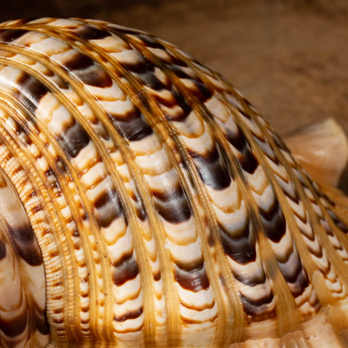 Charonia tritonis (Linnaues, 1758)