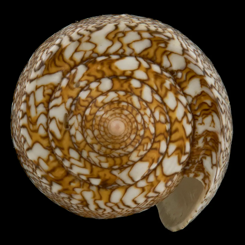 Conus Textile
