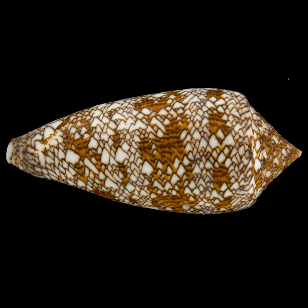 Conus Textile