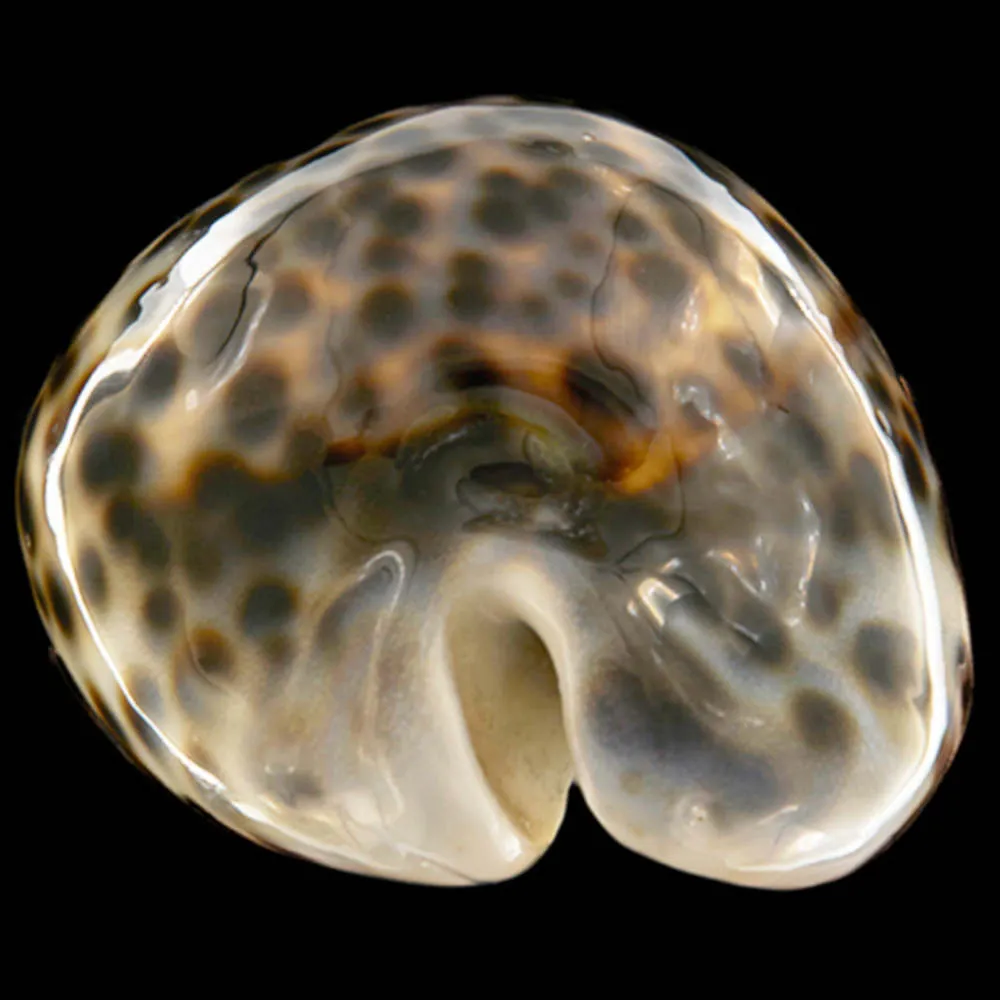 Cypraea Tigris Schilderiana