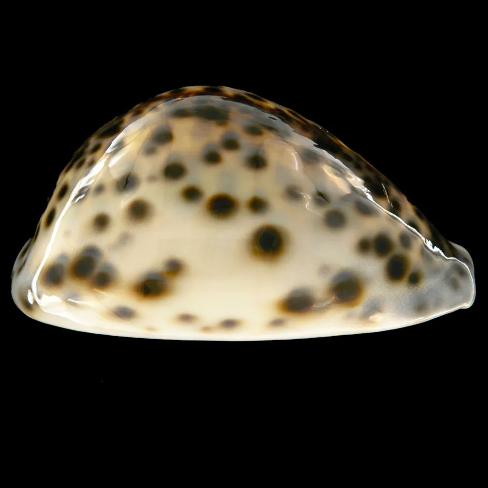Cypraea Tigris Schilderiana