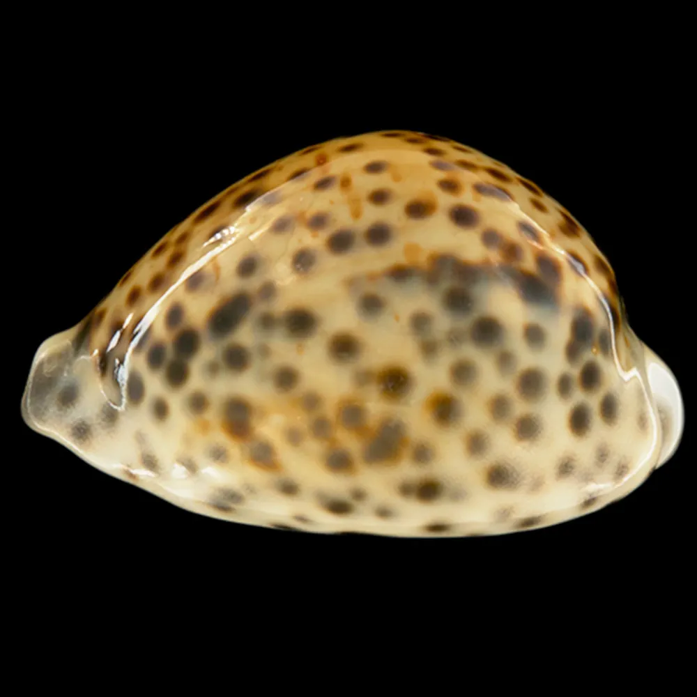 Cypraea Tigris Tigris