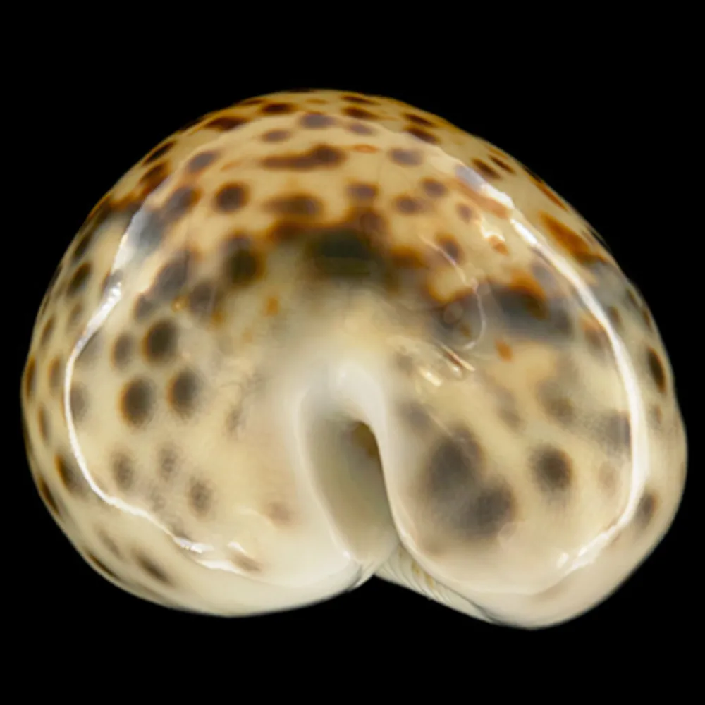 Cypraea Tigris Tigris