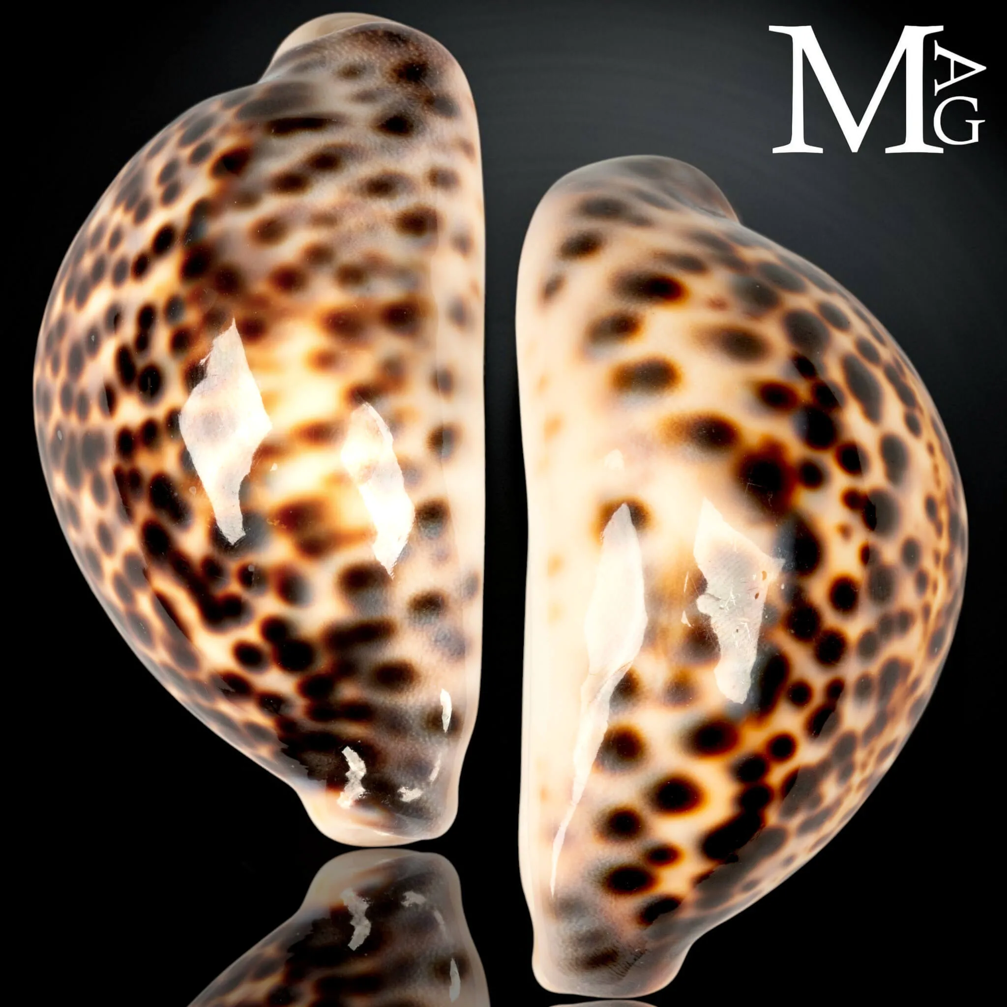 Cypraea Tigris Tigris - Sumatra 86 mm