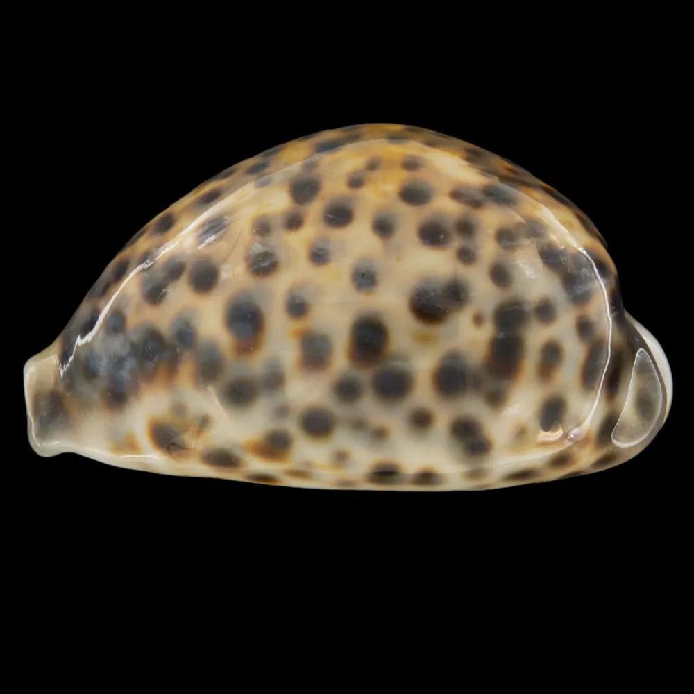 Cypraea Tigris Tigris
