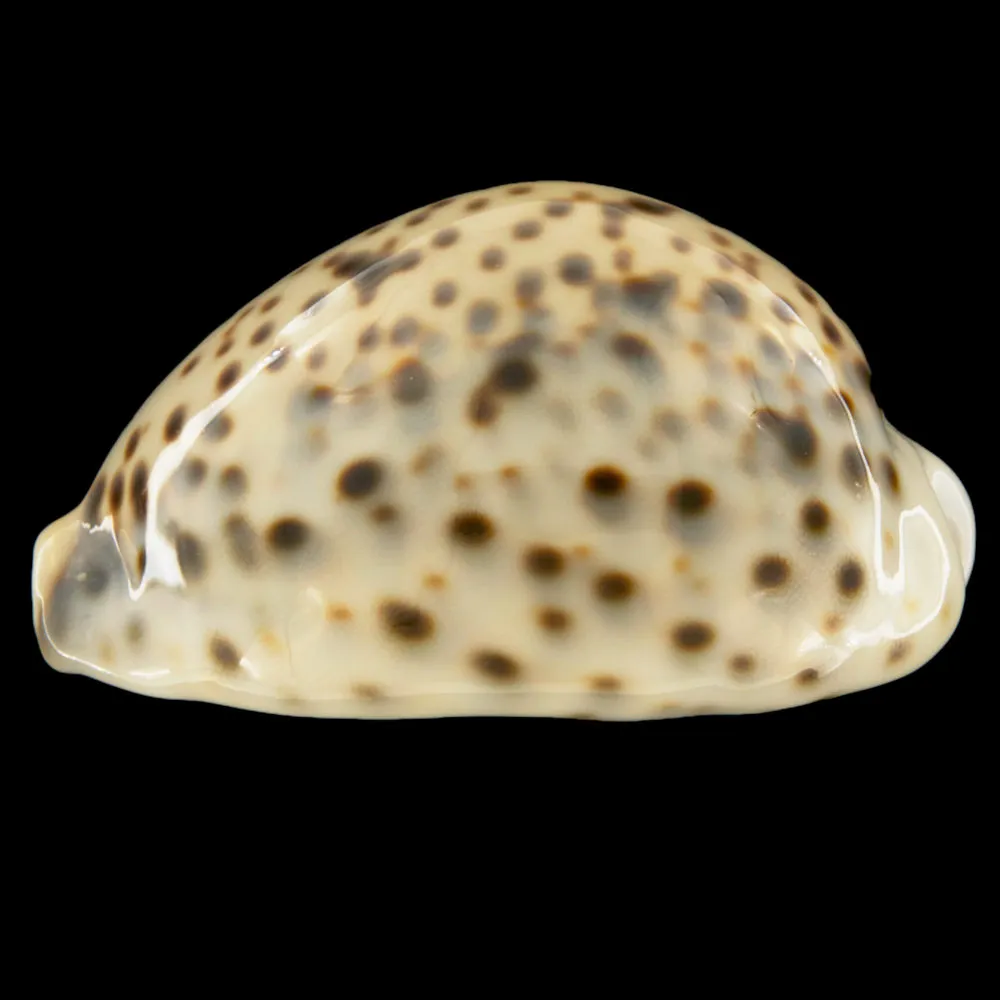 Cypraea Tigris Tigris