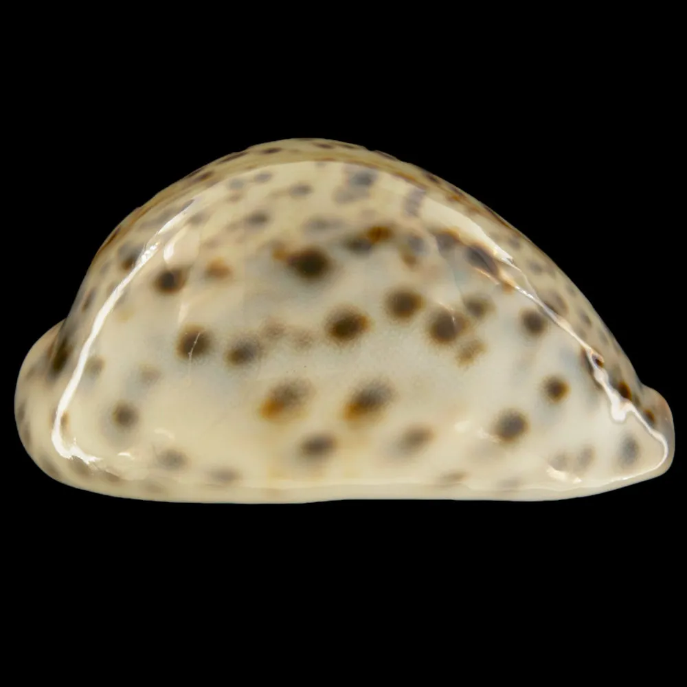 Cypraea Tigris Tigris