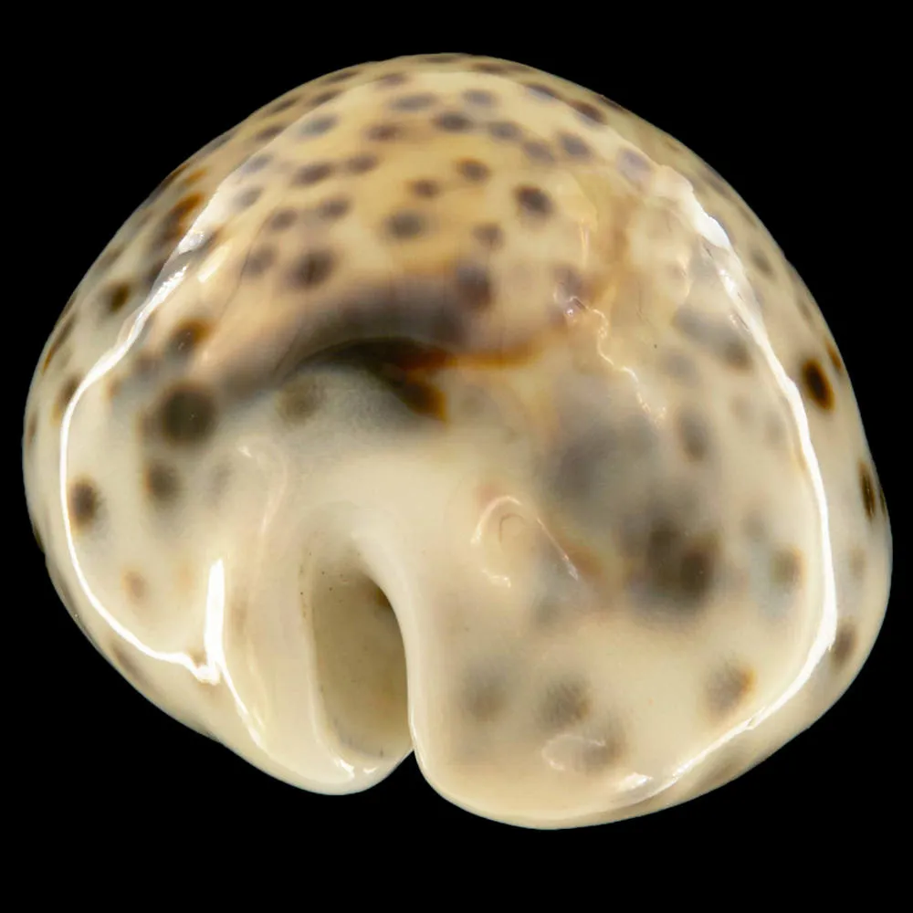 Cypraea Tigris Tigris