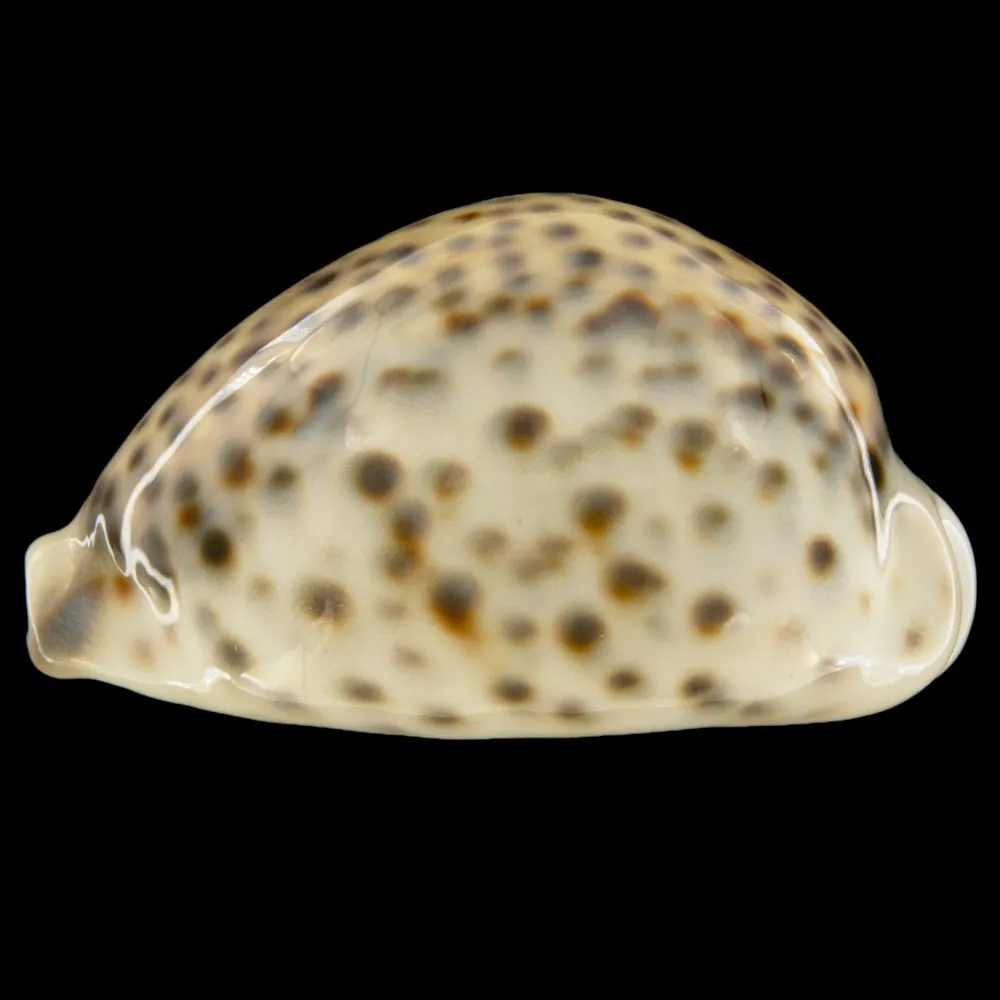 Cypraea Tigris Tigris