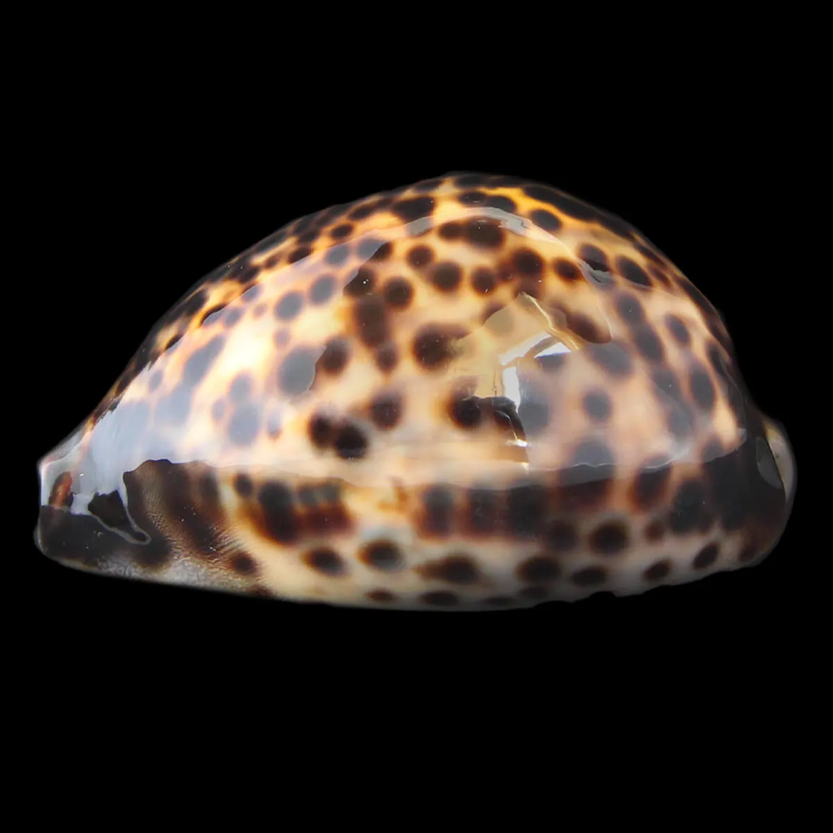 Cypraea Tigris 