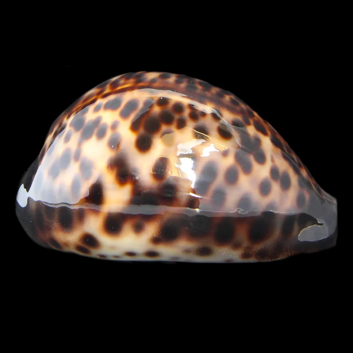Cypraea Tigris 