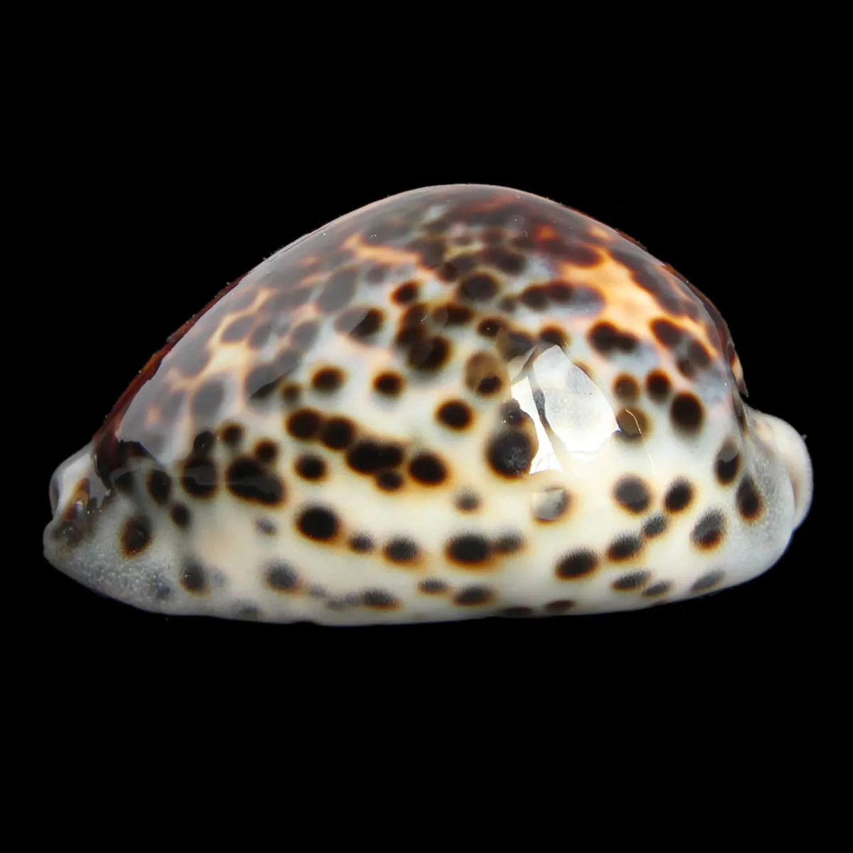 Cypraea Tigris 