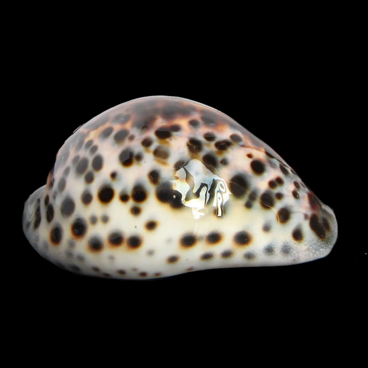 Cypraea Tigris 