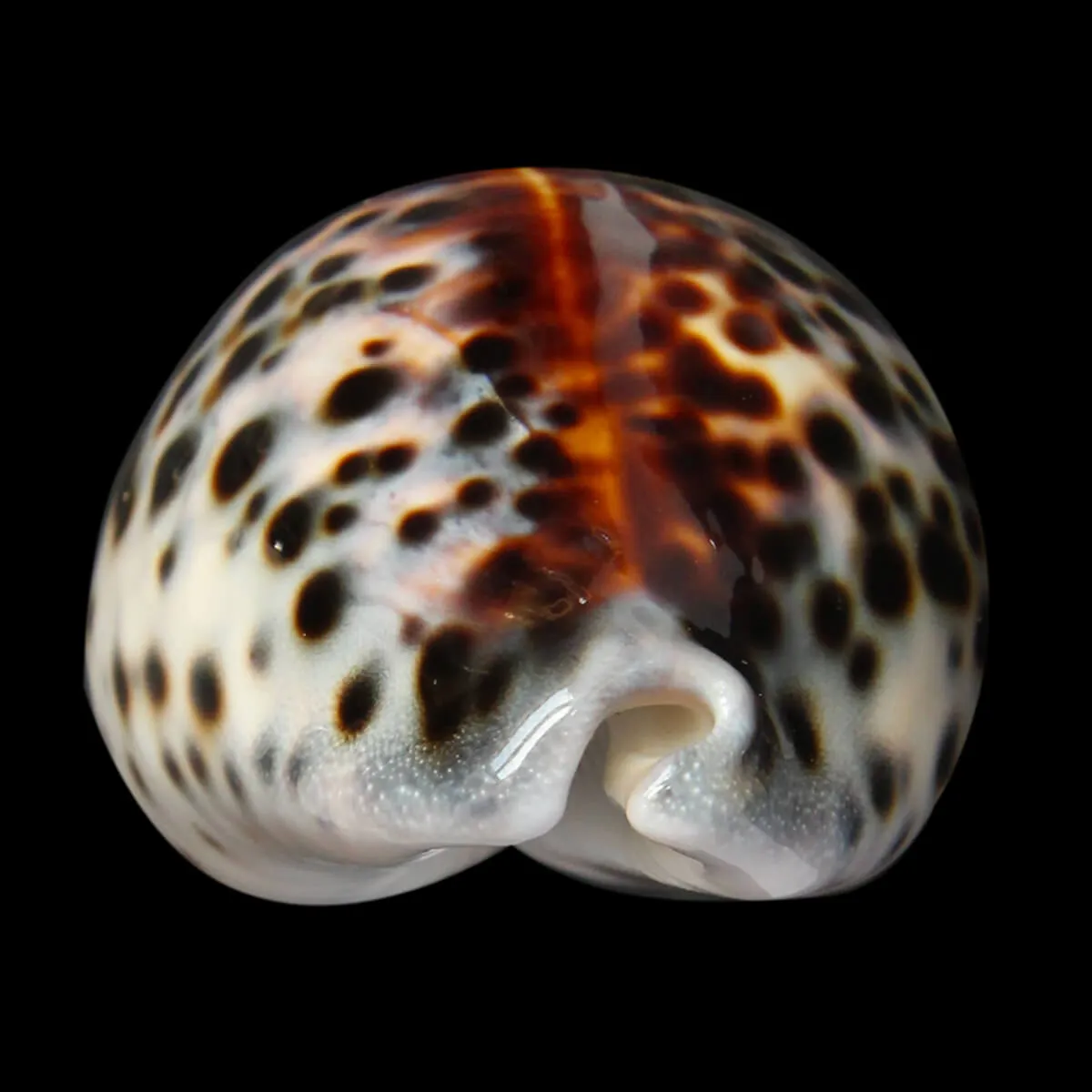 Cypraea Tigris 