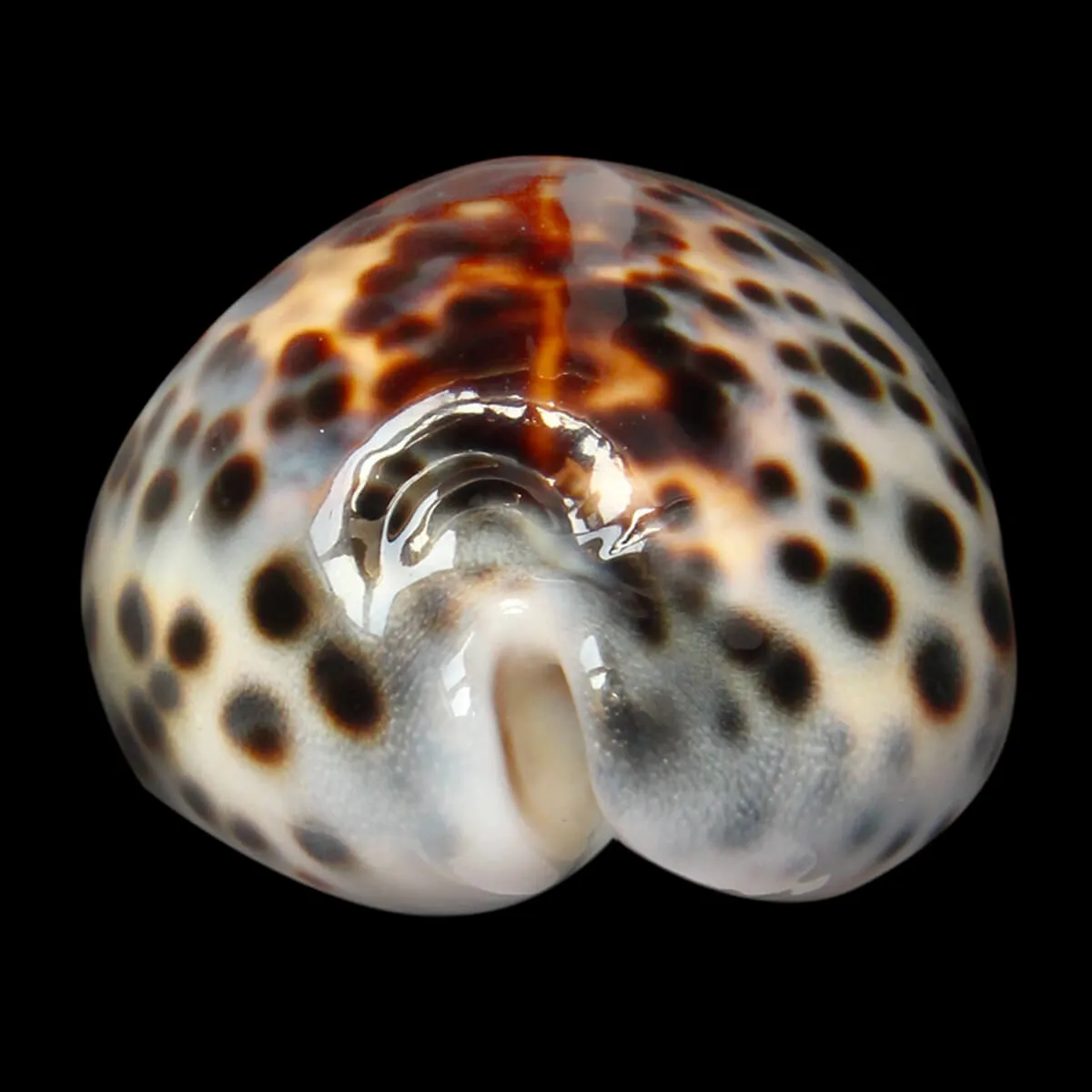 Cypraea Tigris 