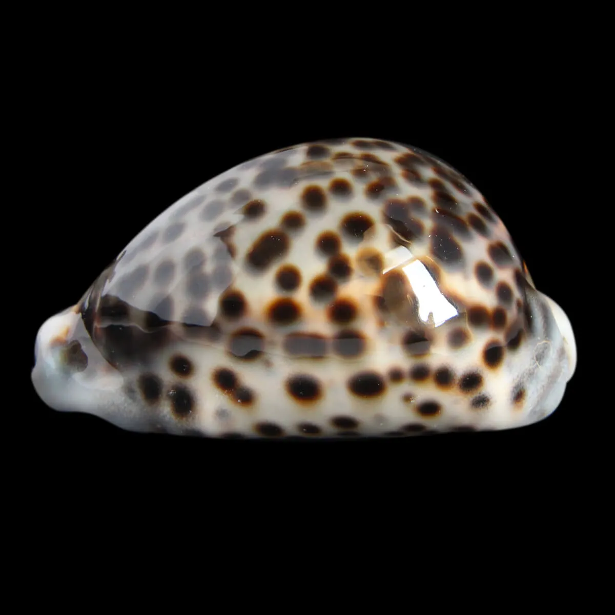 Cypraea Tigris 