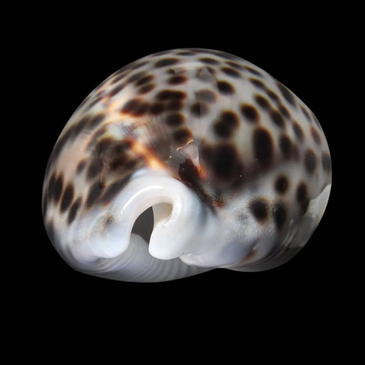 Cypraea Tigris 