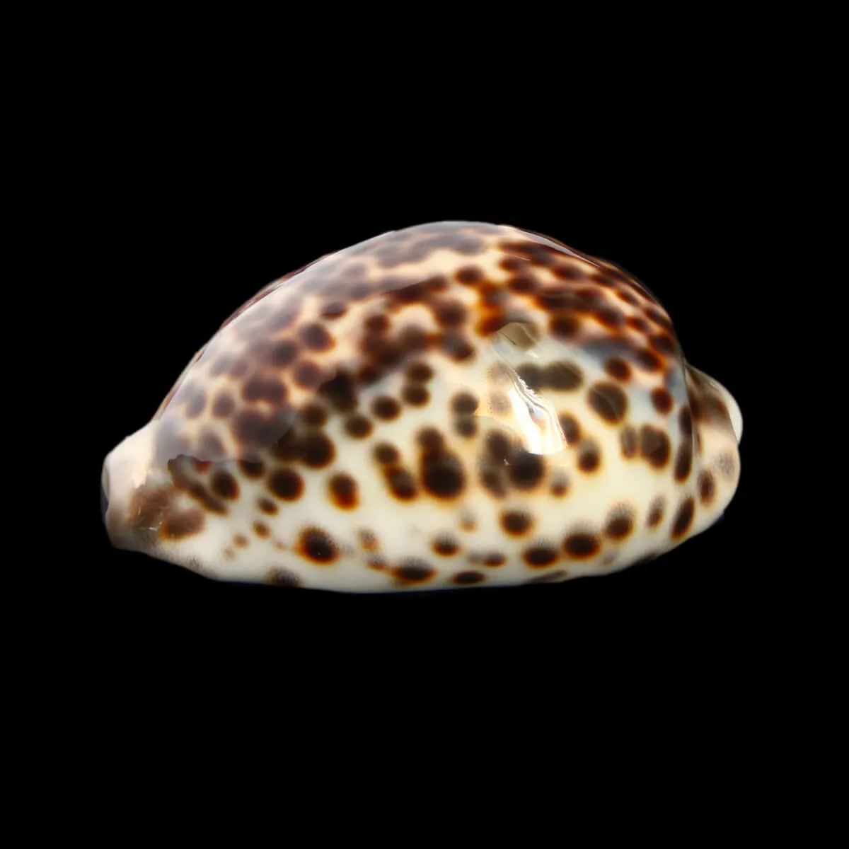 Cypraea Tigris "Blue"