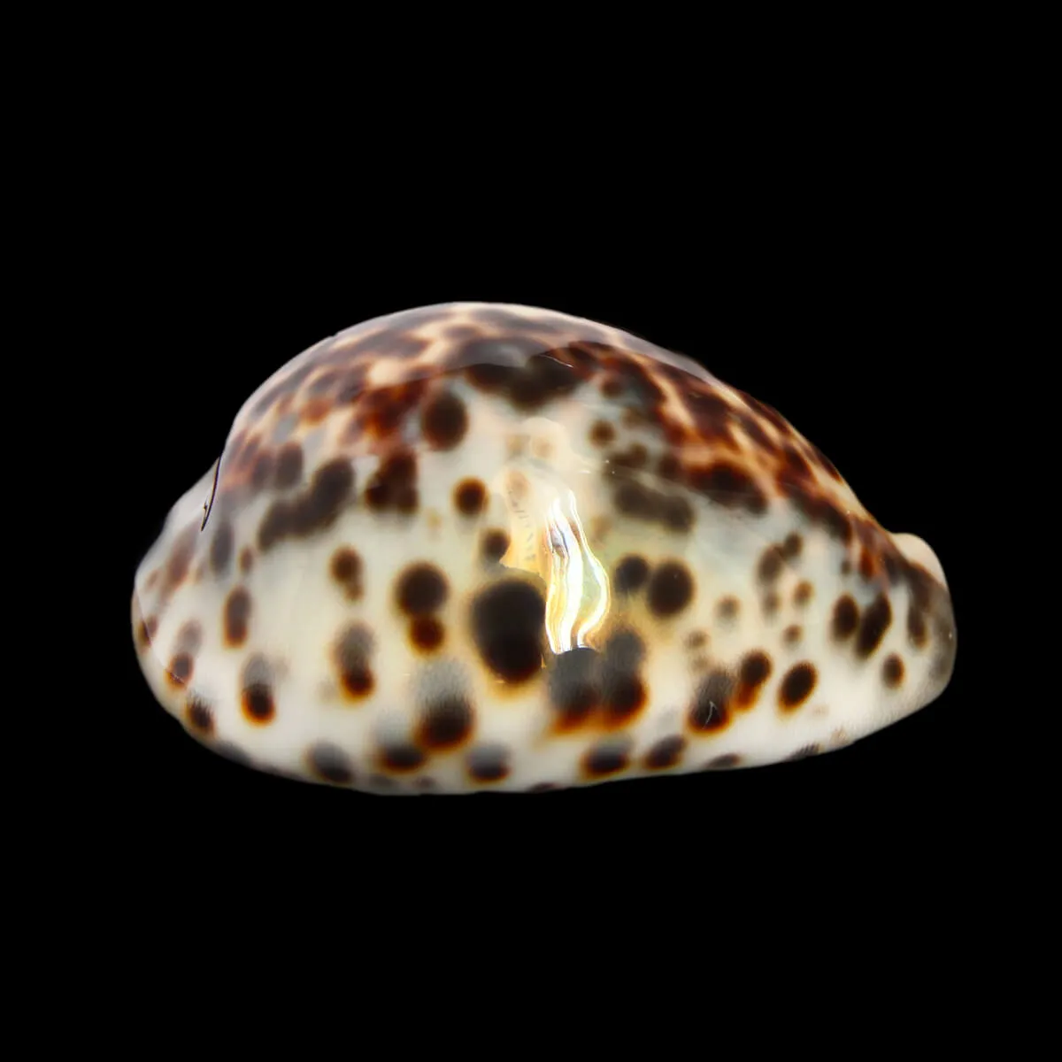 Cypraea Tigris "Blue"
