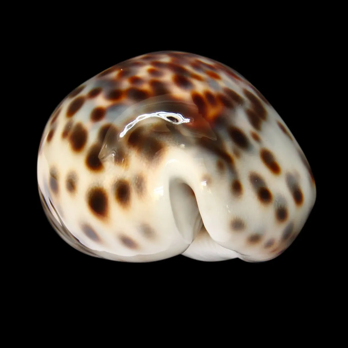 Cypraea Tigris "Blue"