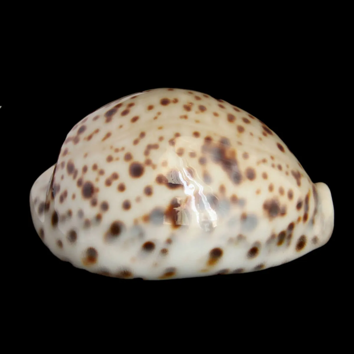 Cypraea Tigris "White Base"