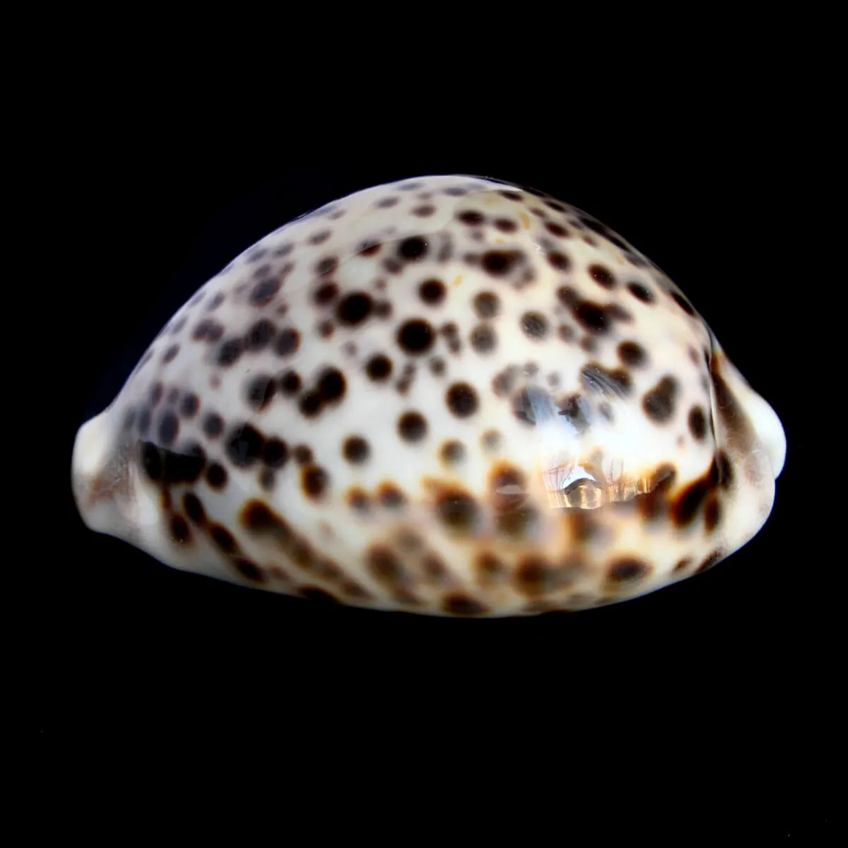 Cypraea Tigris 