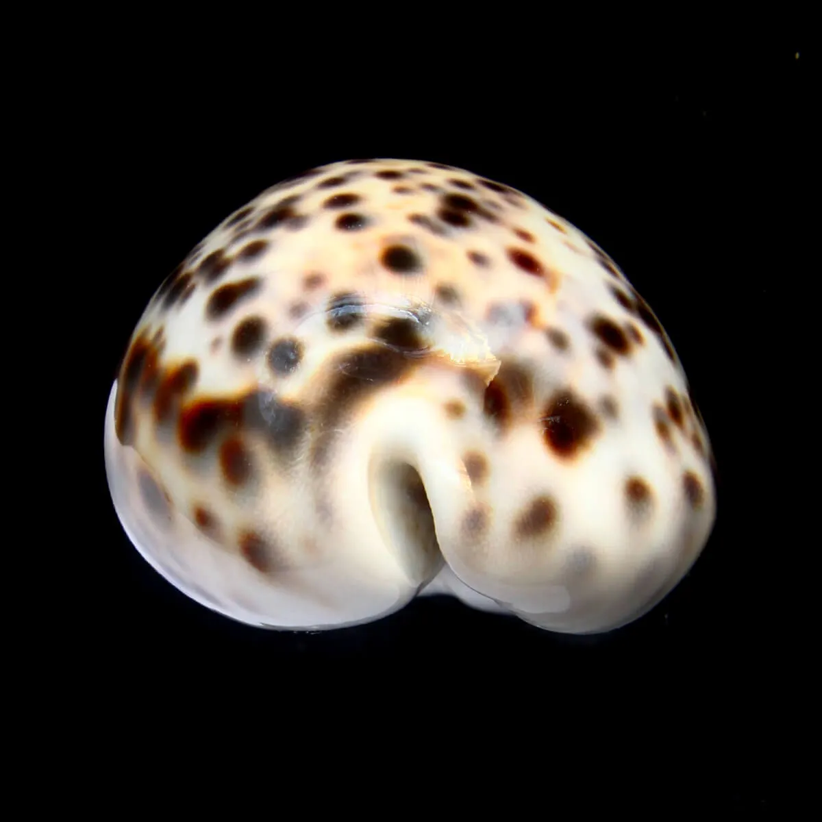 Cypraea Tigris 