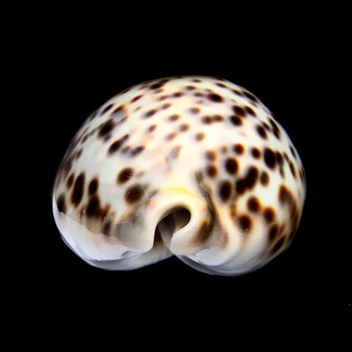 Cypraea Tigris 
