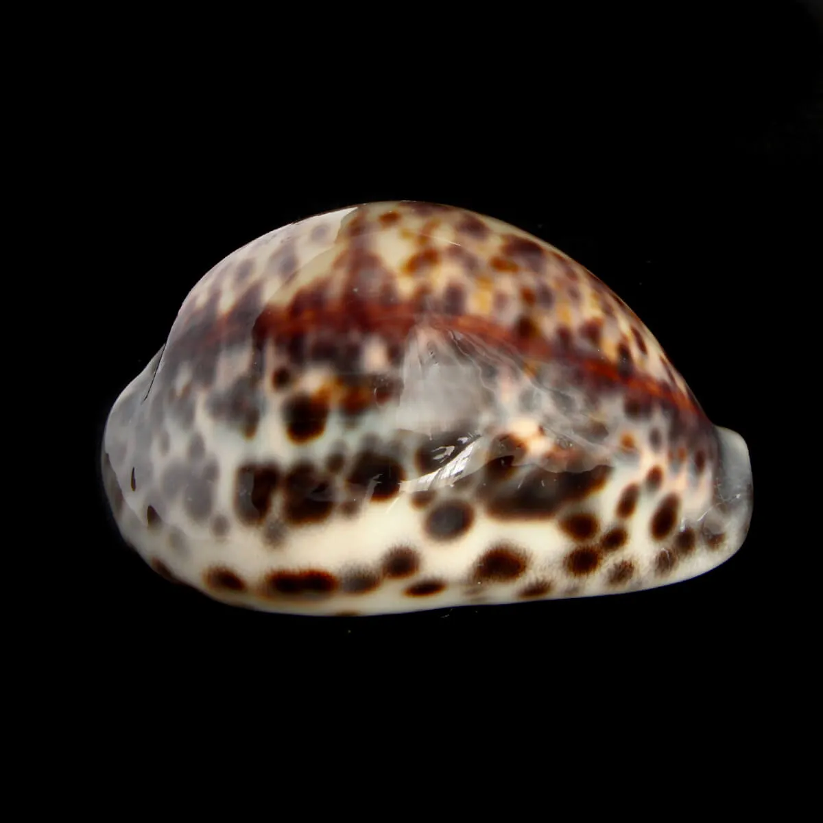 Cypraea Tigris "heavy"