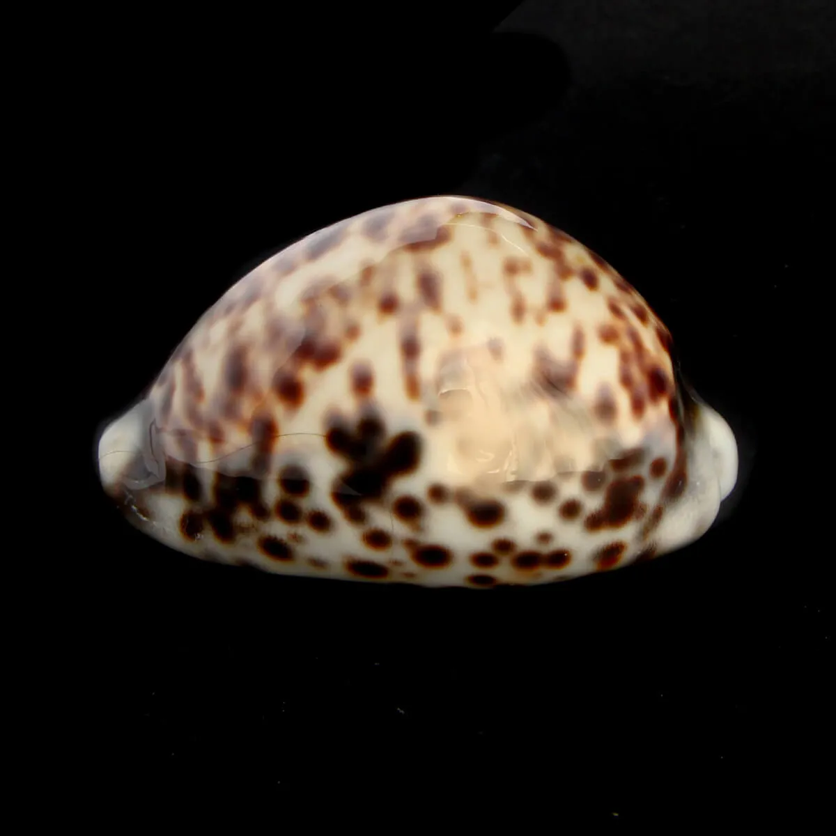 Cypraea Tigris "heavy"