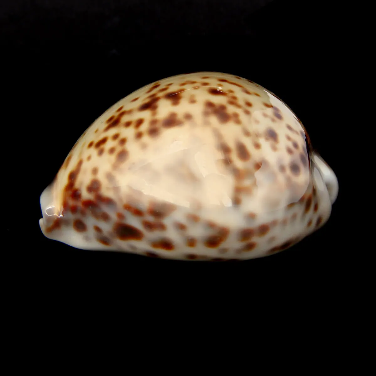 Cypraea Tigris 