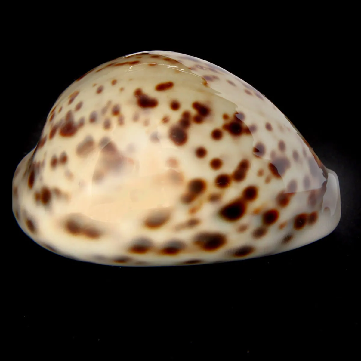 Cypraea Tigris 