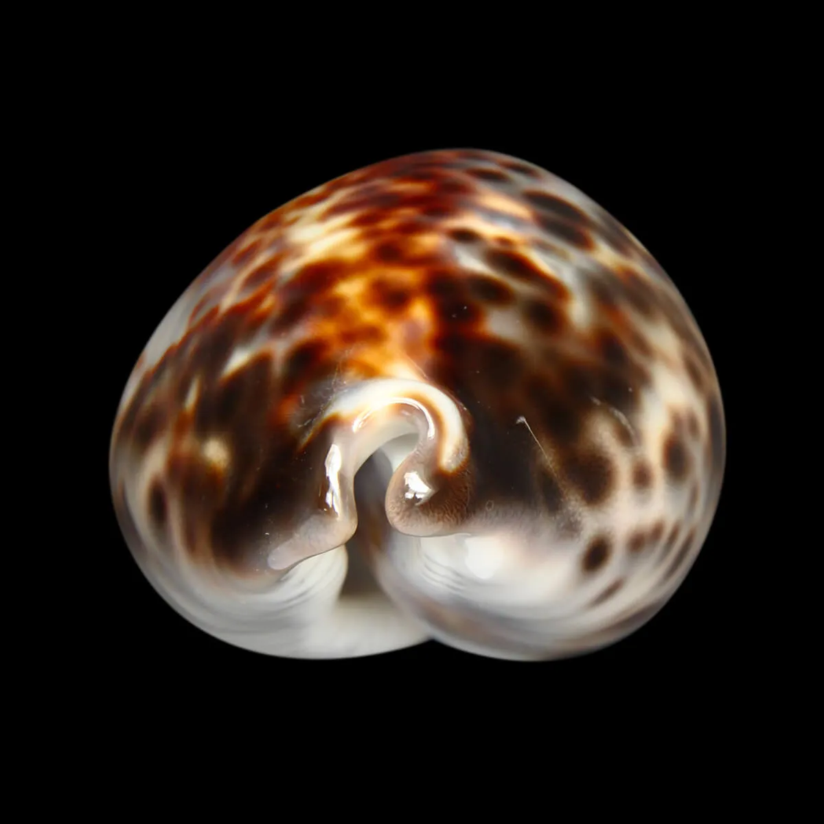 Cypraea Tigris 