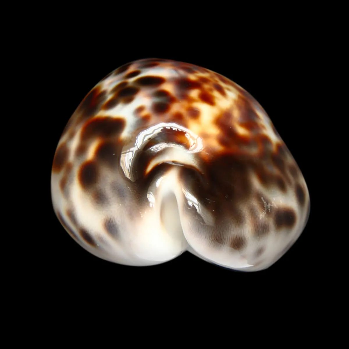 Cypraea Tigris 