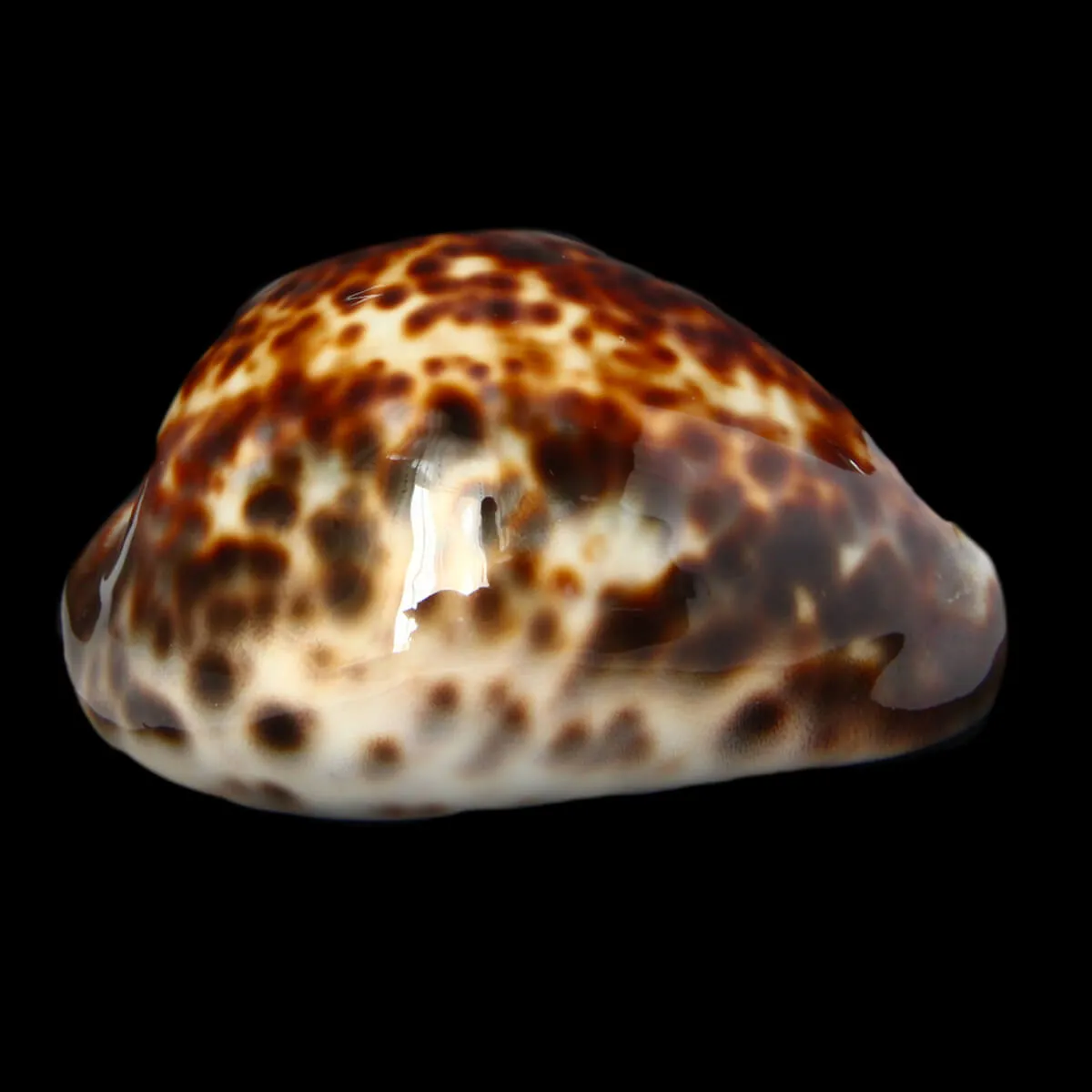 Cypraea Tigris 